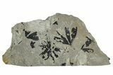 Jurassic Fossil Leaf (Ginkgo) Plate - England #242161-1